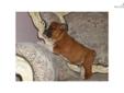 Price: $900
This advertiser is not a subscribing member and asks that you upgrade to view the complete puppy profile for this Bulldog, and to view contact information for the advertiser. Upgrade today to receive unlimited access to NextDayPets.com. Your