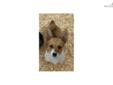 Price: $500
This advertiser is not a subscribing member and asks that you upgrade to view the complete puppy profile for this Corgi, and to view contact information for the advertiser. Upgrade today to receive unlimited access to NextDayPets.com. Your