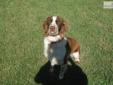 Price: $0
This advertiser is not a subscribing member and asks that you upgrade to view the complete puppy profile for this English Springer Spaniel, and to view contact information for the advertiser. Upgrade today to receive unlimited access to