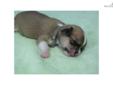 Price: $695
This advertiser is not a subscribing member and asks that you upgrade to view the complete puppy profile for this Chihuahua, and to view contact information for the advertiser. Upgrade today to receive unlimited access to NextDayPets.com. Your