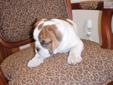 Price: $1100
This advertiser is not a subscribing member and asks that you upgrade to view the complete puppy profile for this English Bulldog, and to view contact information for the advertiser. Upgrade today to receive unlimited access to