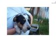 Price: $0
This advertiser is not a subscribing member and asks that you upgrade to view the complete puppy profile for this Australian Cattle Dog/Blue Heeler, and to view contact information for the advertiser. Upgrade today to receive unlimited access to