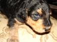 Price: $450
This advertiser is not a subscribing member and asks that you upgrade to view the complete puppy profile for this Airedale Terrier, and to view contact information for the advertiser. Upgrade today to receive unlimited access to