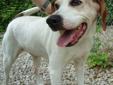 Marly is a 4 year and 10 month old English Foxhound mix. She knows how to sit, shake, and lay down on command. She is a very smart girl. She would really love an loving person to teach her more tricks. Come meet Marly at Almost Home Humane Society! To