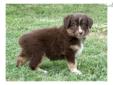 Price: $750
Here's your new best friend, out of DNA tested and cleared parents. Sire and Dam are International Champions. ASDR registered and up to date for all shots and wormings. This pup is well on its way to being house trained and already uses the
