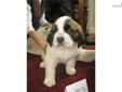 Price: $650
This advertiser is not a subscribing member and asks that you upgrade to view the complete puppy profile for this Saint Bernard - St. Bernard, and to view contact information for the advertiser. Upgrade today to receive unlimited access to