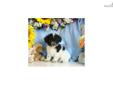 Price: $475
Maltese / Miniature Poodle puppy for sale. Up-to-date on vaccinations and ready to go. Shipping is available. Please call us for more details if you are interested... 570-966-2990 (calls only - no emails)
Source: