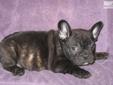 Price: $1500
This advertiser is not a subscribing member and asks that you upgrade to view the complete puppy profile for this French Bulldog, and to view contact information for the advertiser. Upgrade today to receive unlimited access to