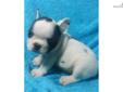 Price: $1800
ADORABLE BULLDOG PUPPY, 2 MONTHS OLD. PUPPY IS UP TO DATE ON ALL VACCINES HAS A STATE HEALTH CERTIFICATE AND IS READY TO GO HOME NOW! SHIPPING AVAILABLE! CARDS/PAYPAL ACCEPTED! MORE PUPPIES AVAILABLE! VISIT US AT ADORABLEBULLDOGS.COM OR CALL