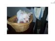 Price: $850
This advertiser is not a subscribing member and asks that you upgrade to view the complete puppy profile for this French Bulldog, and to view contact information for the advertiser. Upgrade today to receive unlimited access to NextDayPets.com.