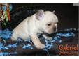 Price: $1800
Gabriel born July 25, 2013 is a handsome little cobby bodied cream colour French Bull Dog puppy almost ready for his new furever home. AKC and comes with full registration. He will have his vaccinations, wormer and is already eating kibble on