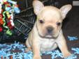 Price: $2200
Vala born July 25, 2013 is a sweet and beautiful little cobby bodied cream colour French Bull Dog puppy getting ready for her furever home. She?s AKC and comes with full registration and will have his vaccinations, wormer and is already