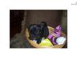 Price: $400
This advertiser is not a subscribing member and asks that you upgrade to view the complete puppy profile for this French Bulldog, and to view contact information for the advertiser. Upgrade today to receive unlimited access to NextDayPets.com.