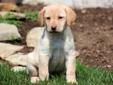 Price: $450
This Yellow Lab puppy is looking for her forever family. She is vet checked, vaccinated, wormed and comes with a 1 year genetic health guarantee. This puppy is raised with children. Please contact us for more information or check out our