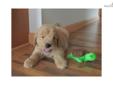 Price: $800
At http://www.angelbreezepuppies.com, This is GOLDENDOODLE FRED (M) - FRED is a playful, little guy that is super friendly. He can't wait to meet you. He just knows you'll love him as much as he'll love you! FRED is such a little gentleman. He