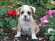 Price: $1000
Contact Daniel Lapp about this adorable puppy at (717) 284-2903 to set up a time to meet! Greenfield Puppies has been providing customers with a way to contact dog breeders directly since 2000. We focus on trying to bring you healthy happy