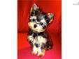Price: $1500
This advertiser is not a subscribing member and asks that you upgrade to view the complete puppy profile for this Yorkshire Terrier - Yorkie, and to view contact information for the advertiser. Upgrade today to receive unlimited access to