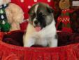 Price: $1000
This advertiser is not a subscribing member and asks that you upgrade to view the complete puppy profile for this Akita, and to view contact information for the advertiser. Upgrade today to receive unlimited access to NextDayPets.com. Your