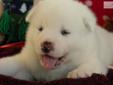 Price: $1000
This advertiser is not a subscribing member and asks that you upgrade to view the complete puppy profile for this Akita, and to view contact information for the advertiser. Upgrade today to receive unlimited access to NextDayPets.com. Your