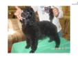 Price: $600
POODLE AKC FULL REGISTRATION - STANDARD SIZE PUPPIES - -- SIRE 100% TOP CH OSEA LINES PUPS WILL HAVE FIRST SHOTS AND WORMED TO DATE- TAILS DOCKED -SHOW LENGTH- DEWCLAWS REMOVED- -ALL -GOOD TYPE -PEDIGREE INFORMATION CAN BE SEEN ON POODLE