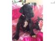 Price: $1199
This advertiser is not a subscribing member and asks that you upgrade to view the complete puppy profile for this Great Dane, and to view contact information for the advertiser. Upgrade today to receive unlimited access to NextDayPets.com.