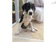 Price: $1499
This advertiser is not a subscribing member and asks that you upgrade to view the complete puppy profile for this Great Dane, and to view contact information for the advertiser. Upgrade today to receive unlimited access to NextDayPets.com.