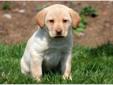 Price: $450
This Yellow Lab puppy is looking for his forever family. He is vet checked, vaccinated, wormed and comes with a 1 year genetic health guarantee. This puppy is raised with children. Please contact us for more information or check out our