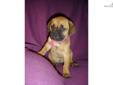 Price: $1499
This advertiser is not a subscribing member and asks that you upgrade to view the complete puppy profile for this Cane Corso Mastiff, and to view contact information for the advertiser. Upgrade today to receive unlimited access to
