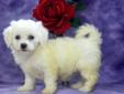Price: $600
This spunky little Bichon puppy will make a great addition to your family. She is ACA registered, vet checked, vaccinated, wormed and comes with a 1 year genetic health guarantee. She is playful, friendly and cute as pie. Please contact us for