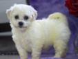 Price: $550
This spunky little Bichon puppy will make a great addition to your family. He is ACA registered, vet checked, vaccinated, wormed and comes with a 1 year genetic health guarantee. He is playful, friendly and cute as pie. Please contact us for