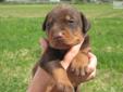 Price: $1800
Beautiful doberman litter born 6-7-13 only 2 left. One red/rust male 1 black/rust female. Dam Natasha is the daughter of world famous Maxim Di Altobello and Luna Di Altobello. These beautiful puppies have endless potential in the show ring,