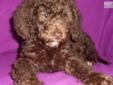 Price: $1800
George is an adorable chocolate and white multigeneration Australian Labradoodle puppy. He has a soft fleece coat and is very affectionate. He loves to give puppy kisses and loves to show you his puppy tricks. He is outgoing and greets you