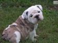 Price: $1500
Leo is a beautiful, healthy and happy AKC bully pup. He would make a great pet or breeder for anyone. I can ship to most places in the US for $250 by Pet Transport Truck. If you have any questions, please call or write. Thanks, Alice
Source: