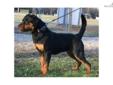 Price: $1000
This advertiser is not a subscribing member and asks that you upgrade to view the complete puppy profile for this Rottweiler, and to view contact information for the advertiser. Upgrade today to receive unlimited access to NextDayPets.com.