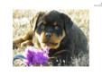 Price: $1500
This advertiser is not a subscribing member and asks that you upgrade to view the complete puppy profile for this Rottweiler, and to view contact information for the advertiser. Upgrade today to receive unlimited access to NextDayPets.com.
