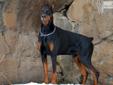 Price: $2500
This female Doberman Pinscher puppy is sired by a German Import. She has some of the best World Champion bloodlines available anywhere. Please give us a call or send us an e-mail we are always excited to talk about our Doberman kids. Bred