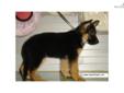 Price: $780
EMPIRE PUPPIES CURRENTLY HAVE MALE BLACK AND TAN COLOR GERMAN SHEPHERD PUPPIES FOR SALE $780 FEE. 8-15 WEEKS OLD. GOT PAPER, SHOTS UTD, DEWORMED. FOR MORE PUPPIES, PLEASE VISIT OUR WEBSITE AT WWW.EMPIREPUPPIES.NET OR CALL 718-321-1977. WE ARE