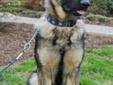 Now ready for primetime, meet Mr. Benjamin! Benji is an 11 month old, high energy, typical young male German shepherd. He was surrendered because no one bothered to train him, and a teenage boy like this needs a good leader. He is now housebroken and