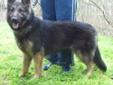 Samantha is an approximately three year old German Shepherd female. She wears her heart on her sleeve, sponging in as much attention and love as she can get. She is exuberant and playful, yet soft and loving. She wants nothing more than attention and