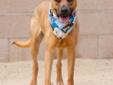 Check out these wild and crazy ears! I'm a sweet, social gal that would be a perfect running companion for an active couple. I still need to learn some manners, so training classes would be very beneficial for me. I can't go to a home with young children