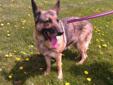 Chey is a pure bred German Shepard female 6 yrs old. Chey lived her life on a chain until we recently rescued her. She has come a long way to be free and she is now enjoying life. Chey is loyal and will stick by your side. She would do best in a home with