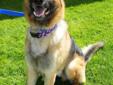 *** All pet adoptions require an approved application for adoption to be filled out in-person by the prospective adopter! There is NO online application available. Please stop into the Humane Society to meet this pet! *** NAME:Roman BREED: German Shepherd