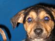This little girl is a German shepherd mix. She is spirited, friendly and wants attention. Please visit our website at http://www.petfinder.com/petdetail/22663838