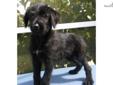 Price: $400
Beautiful German Shepherd Doodle Puppies born May 10, 2013. These puppies will be low to non-shedding, calm, loyal, loving, and intelligent additions to your home. Perfect for service or therapy, companionship, in-home watchdogs, and/or family