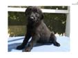 Price: $400
Beautiful German Shepherd Doodle Puppies born May 10, 2013. These puppies will be low to non-shedding, calm, loyal, loving, and intelligent additions to your home. Perfect for service or therapy, companionship, in-home watchdogs, and/or family