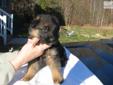 Price: $1800
Deep red/black male puppy sired by the 2010 top German shepherd in the U.S. VA1 Titan vom Mittelwest and Lotta vom Mittelwest, SchH2. There are 57 VA/V title out of 60 dogs in 4 generations of immediate pedgree making this puppy's litter of 4