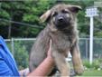 Price: $500
This advertiser is not a subscribing member and asks that you upgrade to view the complete puppy profile for this German Shepherd, and to view contact information for the advertiser. Upgrade today to receive unlimited access to