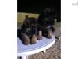 Price: $600
This advertiser is not a subscribing member and asks that you upgrade to view the complete puppy profile for this German Shepherd, and to view contact information for the advertiser. Upgrade today to receive unlimited access to