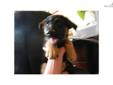 Price: $750
This advertiser is not a subscribing member and asks that you upgrade to view the complete puppy profile for this German Shepherd, and to view contact information for the advertiser. Upgrade today to receive unlimited access to