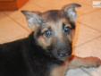 Price: $650
This advertiser is not a subscribing member and asks that you upgrade to view the complete puppy profile for this German Shepherd, and to view contact information for the advertiser. Upgrade today to receive unlimited access to